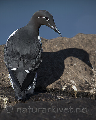 BB 15 0667 / Uria aalge / Lomvi